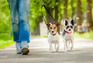 Pet Walking Area at Lodha Woods